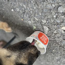 Alleyway Ice Cream - Dog friendly vanilla ice cream