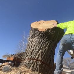 Grand Junction Trees 