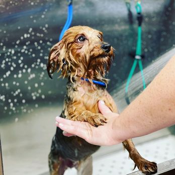 petbar Boutique Arcadia - Pet Groomers Near Me - Phoenix, Arizona petbar Boutique Arcadia - Pet Groomers Near Me - Phoenix, Arizona