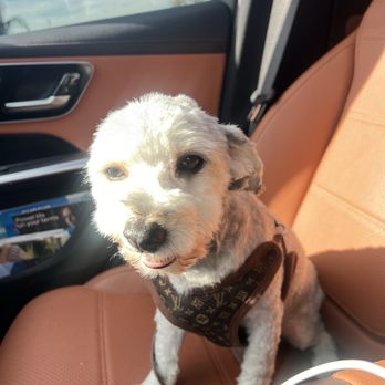 Dirty Dogs - Pet Groomers Near Me - Solana Beach, California