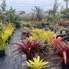 Oasis Nursery & Landscaping Inc gift card