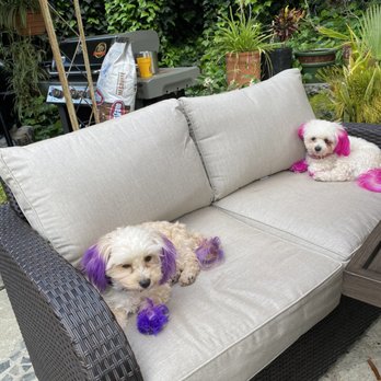 Chewbarka Grooming - Baby and Princess - Pet Groomers Near Me Chewbarka Grooming - Baby and Princess - Pet Groomers Near Me