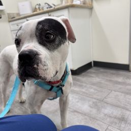 Spot in the exam room