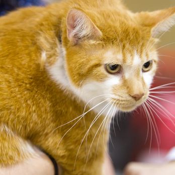 Good Neighbor Vet - Our veterinarians provide the most tender care, big or small, cat or dog-we provide the preventative services you need. - Veterinarians Near Me - Salem, Oregon Good Neighbor Vet - Our veterinarians provide the most tender care, big or small, cat or dog-we provide the preventative services you need. - Veterinarians Near Me - Salem, Oregon