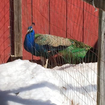 Cooper's Farm - Peacock - Horse Boarding Near Me - Windham, Maine