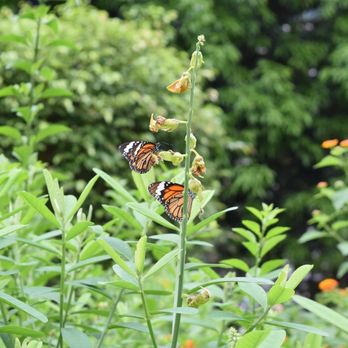 香港公園 - Butterfly garden - Parks Near Me - Hong Kong, HK 香港公園 - Butterfly garden - Parks Near Me - Hong Kong, HK
