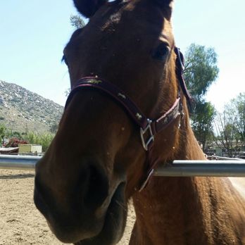 Moonshadow Farm - Horse Boarding Near Me - Norco, California Moonshadow Farm - Horse Boarding Near Me - Norco, California