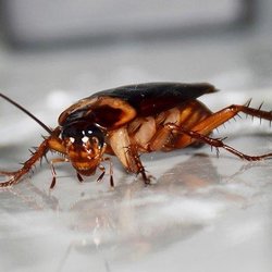 They got roaches everywhere