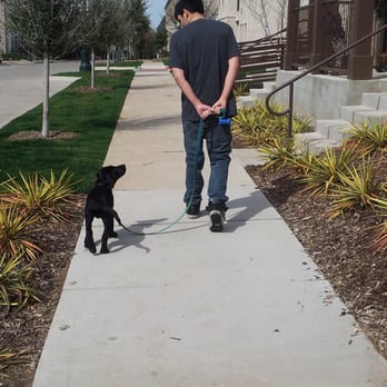 Shadow & Marty's Pet Care Services - taking a walk to burn off some of our puppy energy - Dog Walkers Near Me - Plano, Texas Shadow & Marty's Pet Care Services - taking a walk to burn off some of our puppy energy - Dog Walkers Near Me - Plano, Texas
