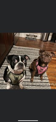 Canine Country Club RI