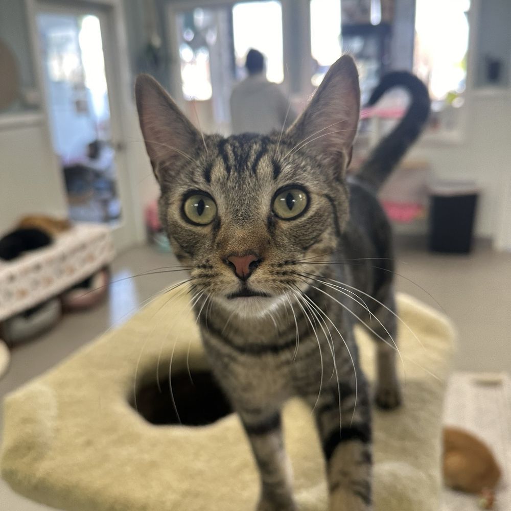 Cat Nap Hangout - Cat - Pet Adoption Near Me - Huntington Beach, California Cat Nap Hangout - Cat - Pet Adoption Near Me - Huntington Beach, California