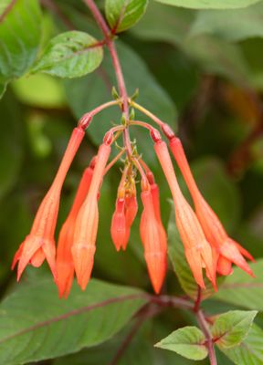 The Butchart Gardens by null