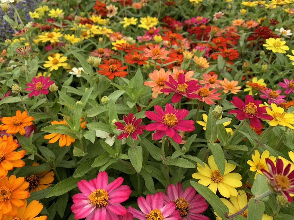 COLOR CROP NURSERY 26 Photos 11304 White Settlement Rd, Fort Worth, Texas Nurseries