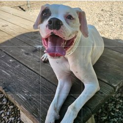 Duxbury Kennels - My happy girl