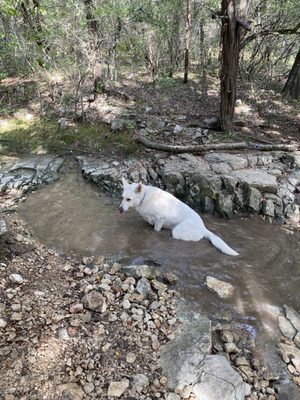 Barton Creek Greenbelt by null