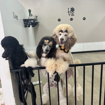 Above & Beyond Pet Grooming - Pet Groomers Near Me - Stockton, California Above & Beyond Pet Grooming - Pet Groomers Near Me - Stockton, California