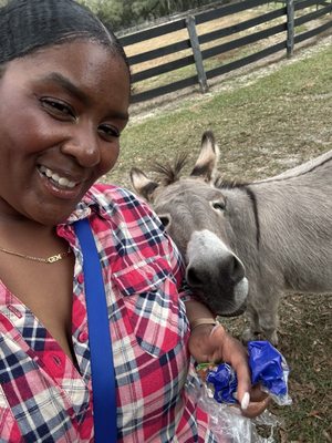 Gypsy Gold Horse Farm by null