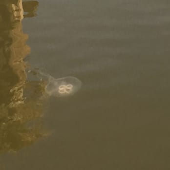 Bay Breeze Guest House - Moon jelly! - Bed & Breakfast Near Me - Fairhope, Alabama