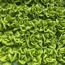 Silver Leaf Farms