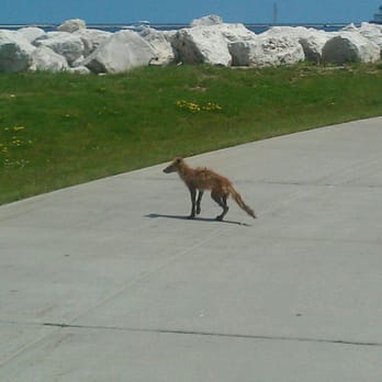 Lakeshore State Park - This little guy didn't get the memo about no swimming - Parks Near Me - Milwaukee, Wisconsin Lakeshore State Park - This little guy didn't get the memo about no swimming - Parks Near Me - Milwaukee, Wisconsin