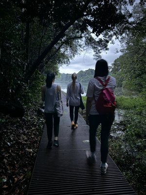 MacRitchie Reservoir by null