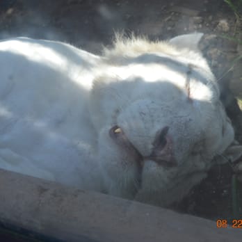Jungle Island - Lion sleeping - Amusement Parks Near Me - Miami, Florida Jungle Island - Lion sleeping - Amusement Parks Near Me - Miami, Florida
