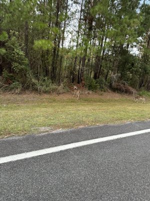 Stephen C Foster State Park by null