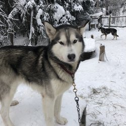 Alaskan Tails of Trail with Mary Shields