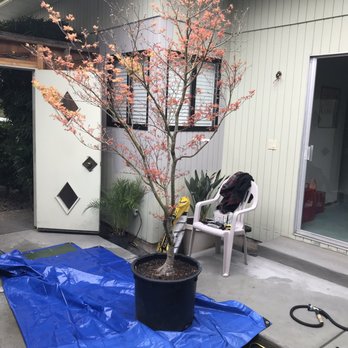 Momiji Nursery - Just before she went in - Nurseries & Gardening Near Me - Santa Rosa, California
