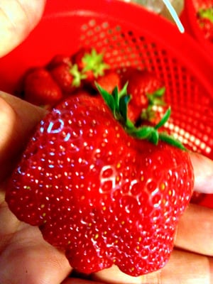 Salem Berry Farm by null