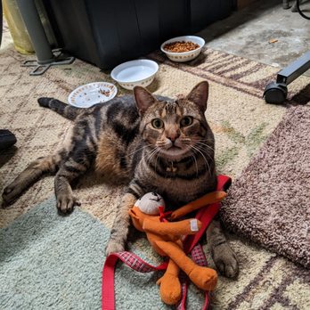 Dirty Little Paws Rescue - This is Bobby. He belonged to one of my tenants who passed away just two months after renting a room from me. - Pet Adoption Near Me