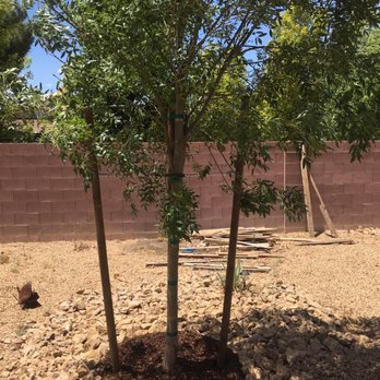 Moon Valley Nurseries - Nurseries & Gardening Near Me - Las Vegas, Nevada Moon Valley Nurseries - Nurseries & Gardening Near Me - Las Vegas, Nevada
