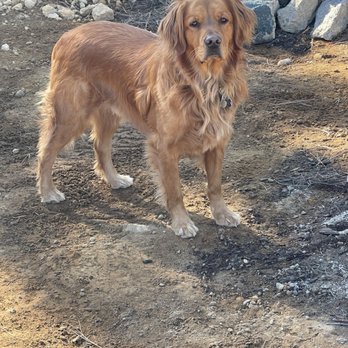 Amanda's MVP Grooming - Picture of Jack before seeing Amanda; he is handsome but very hairy. - Pet Groomers Near Me - Medford, Oregon Amanda's MVP Grooming - Picture of Jack before seeing Amanda; he is handsome but very hairy. - Pet Groomers Near Me - Medford, Oregon
