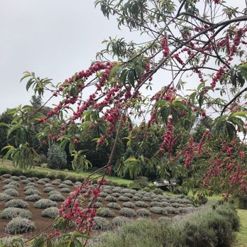 Ali'i Kula Lavender - Tours Near Me - Kula, Hawaii