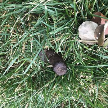 Bella Tess Apartments - Took these photos in Nov 16th 2019. 22 piles of dog shit and the stench of urine and shit is pretty much everywhere! - Apartments Near Me - Spokane Valley, Washington