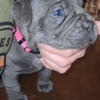 Hildegarde Kennels - Pet Breeders Near Me Hildegarde Kennels - Pet Breeders Near Me