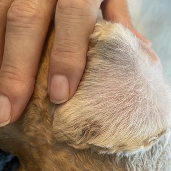 Dana Point Grooming and Pet Spa - Pet Groomers Near Me - Dana Point, California