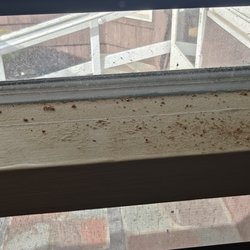 Best Pest Solutions - Frass found on window sill.