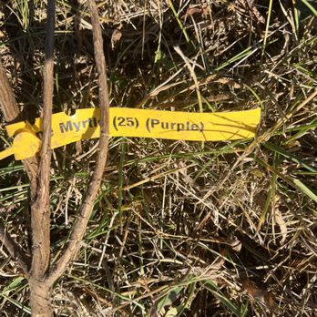 TN Nursery - The tag (all the information sent on type of tree - no cultivar, no spacing instructions, no mature height) - Nurseries & Gardening Near Me - Altamont, Tennessee TN Nursery - The tag (all the information sent on type of tree - no cultivar, no spacing instructions, no mature height) - Nurseries & Gardening Near Me - Altamont, Tennessee