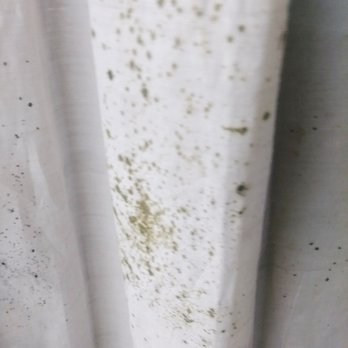 Moldy Shower Curtain Yelp