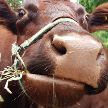 Riverdale Farm - Baby - one of the Riverdale Farm cows - enjoying a hay snack - Zoos Near Me - Toronto, Ontario Riverdale Farm - Baby - one of the Riverdale Farm cows - enjoying a hay snack - Zoos Near Me - Toronto, Ontario