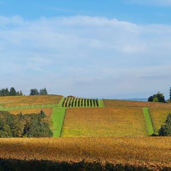 City of Dundee - Knudsen Vineyards - Local Flavor Near Me