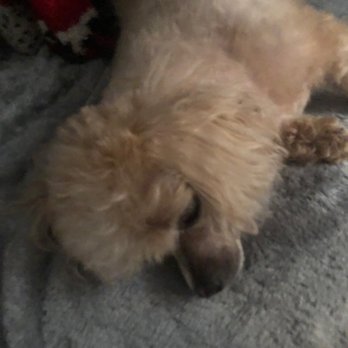 Serenity Pet Spa - Pet Groomers Near Me - Madison, Wisconsin