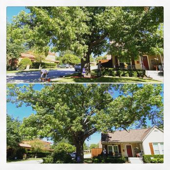 Trevino Tree Trimming - Tree Services Near Me Trevino Tree Trimming - Tree Services Near Me