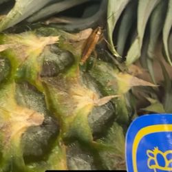 Food4Less - Pineapples have roaches crawling all over them and when I spoke to a store associate they told me pick a different one