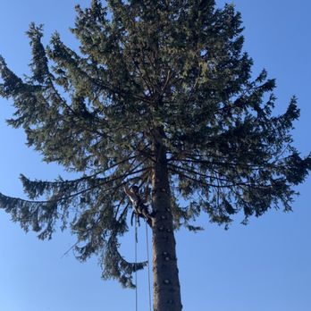 Selkirk Tree Service - Tree Services Near Me - Sagle, Idaho