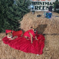 Chad's Christmas Trees - The cutest little puppy dogs