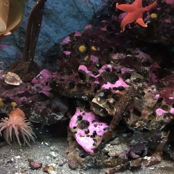 Seattle Aquarium - Aquariums Near Me - Seattle, Washington Seattle Aquarium - Aquariums Near Me - Seattle, Washington