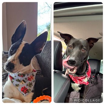 Three Little Pitties - Elliot on the left and John Munch on the right from the SVU Litter. - Pet Adoption Near Me - Tulalip, Washington Three Little Pitties - Elliot on the left and John Munch on the right from the SVU Litter. - Pet Adoption Near Me - Tulalip, Washington