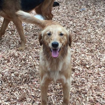 Postmore Kennels - Happy to be with friends! - Pet Groomers Near Me - Novato, California